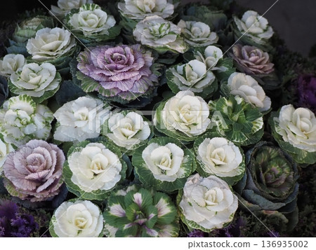 Gardening: Leaf button planting Gardening: Leaf button planting 136935002
