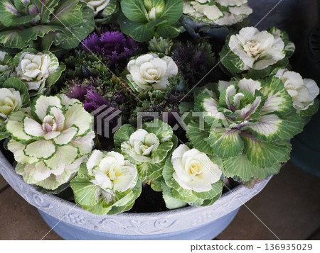 Gardening: Leaf button planting 136935029