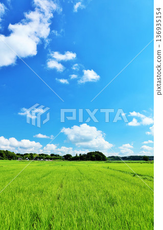 Summer blue sky and fresh green rice landscape 136935154