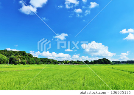 Summer blue sky and fresh green rice landscape 136935155