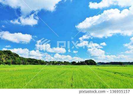 Summer blue sky and fresh green rice landscape 136935157