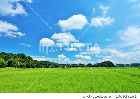 Summer blue sky and fresh green rice landscape 136935161