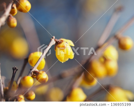 Spring flowers: Yellow flowers of the wintersweet Spring flowers: Yellow flowers of the wintersweet 136935199