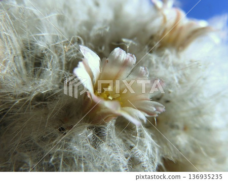 feathery cactus 136935235
