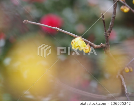 春天的花朵：黃花繡線菊 136935242