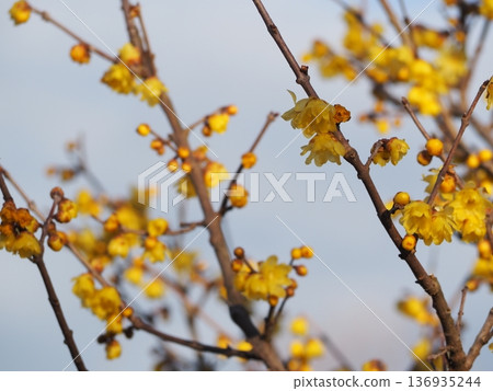 Spring flowers: Yellow flowers of the wintersweet Spring flowers: Yellow flowers of the wintersweet 136935244