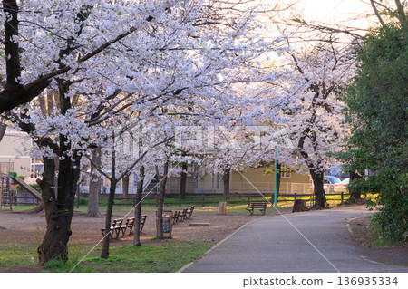 清晨的洋野公園櫻花 清晨的洋野公園櫻花 136935334