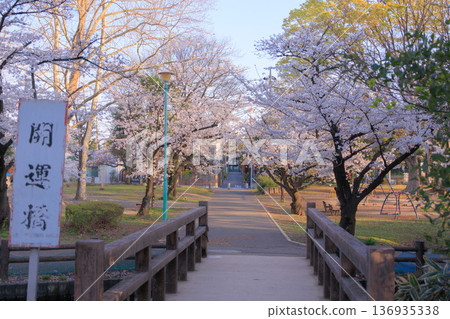 京雲橋和洋野公園的櫻花盛開 136935338