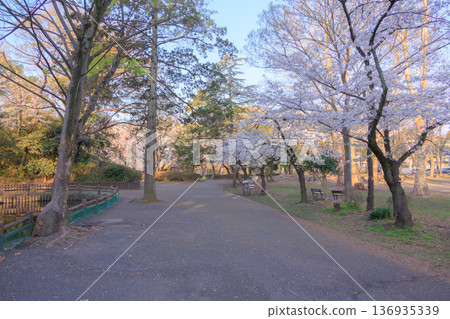 清晨的洋野公園櫻花 136935339