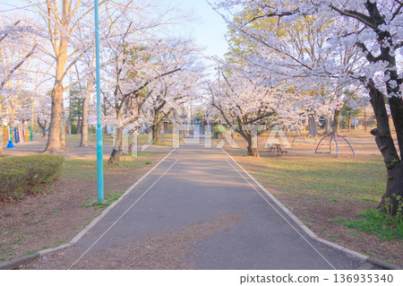 清晨的洋野公園櫻花 136935340