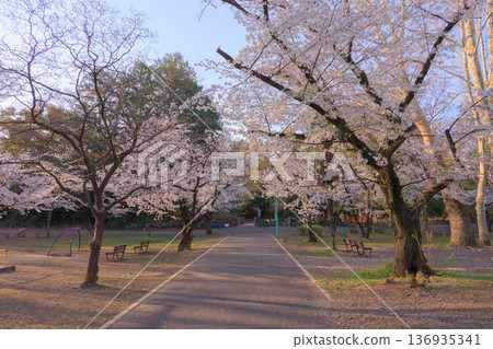 Cherry blossoms in Yono Park in the early morning Cherry blossoms in Yono Park in the early morning 136935341