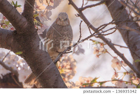 A bulbul perching on a cherry tree 136935342