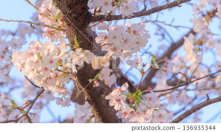 棕色耳bul吮櫻桃蜂蜜 136935344