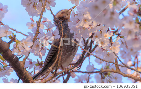 A bulbul perching on a cherry tree A bulbul perching on a cherry tree 136935351