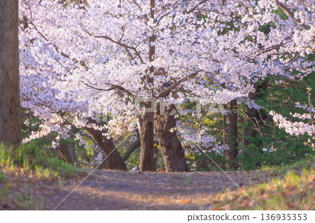遊野公園的櫻花盛開 遊野公園的櫻花盛開 136935353