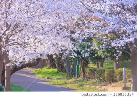 清晨的洋野公園櫻花 清晨的洋野公園櫻花 136935354