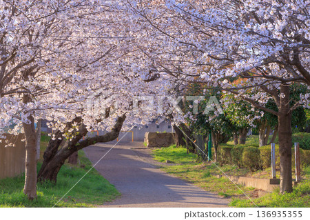 清晨的洋野公園櫻花 136935355