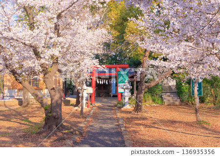 櫻花盛開，與野公園的天曹神社 136935356