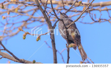 Bulbul perching on a tree Bulbul perching on a tree 136935357