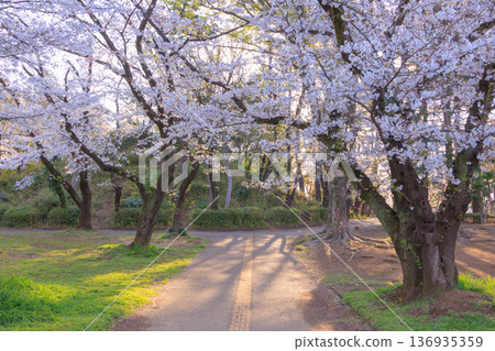 Cherry blossoms in Yono Park in the early morning 136935359