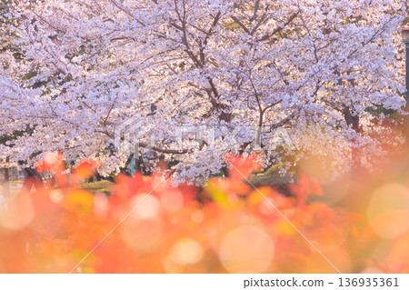Cherry blossoms in full bloom near the rose garden in Yono Park Cherry blossoms in full bloom near the rose garden in Yono Park 136935361
