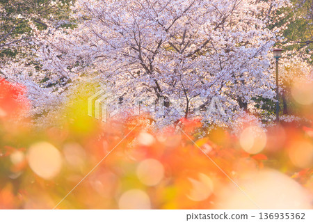 在遊野公園玫瑰園附近,櫻花盛開。 在遊野公園玫瑰園附近,櫻花盛開。 136935362