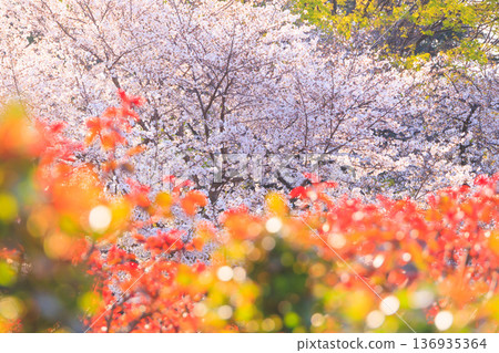 Cherry blossoms in full bloom near the rose garden in Yono Park 136935364
