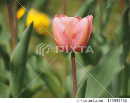 Tulip pink impression 136935380