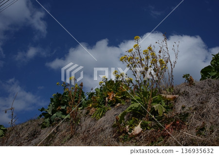 藍天和油菜花 136935632