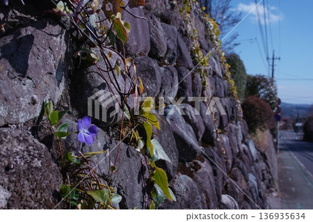 A flower blooming in Ishigaki A flower blooming in Ishigaki 136935634