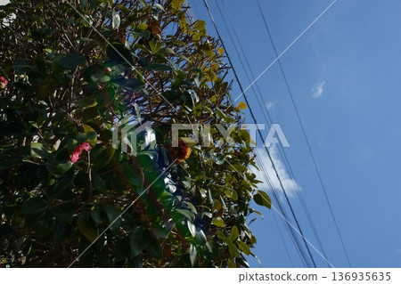 Flowers on a dead tree 136935635