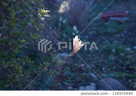 白百合花 136935640