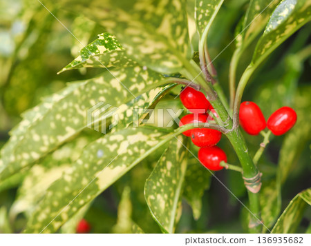Bright red Aoki fruit Bright red Aoki fruit 136935682