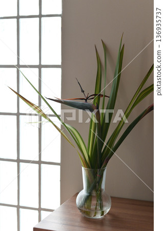 Bird of paradise flower green leaf glass vase wooden table natural light minimalist decor modern interior vertical composition calm atmosphere home plant Bird of paradise flower green leaf glass vase wooden table natural light minimalist decor modern interior vertical composition calm atmosphere home plant 136935737