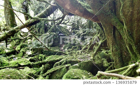 鹿兒島縣屋久島的苔蘚森林景色 鹿兒島縣屋久島的苔蘚森林景色 136935879