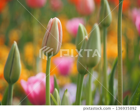 Tulip field tulip buds Tulip field tulip buds 136935892