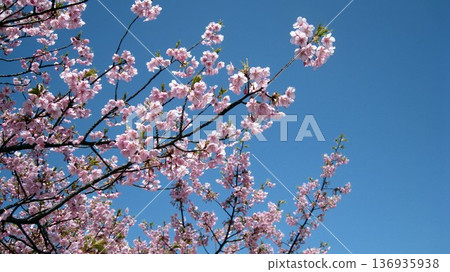 閃耀在藍天的櫻花 136935938