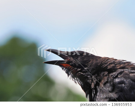 A carrion crow singing with its mouth open A carrion crow singing with its mouth open 136935953