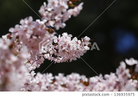 櫻花盛開 136935975