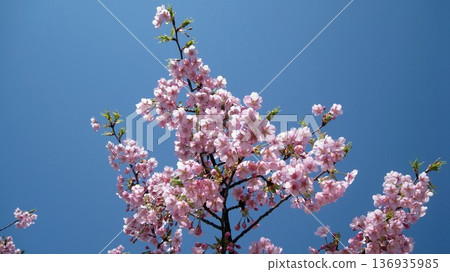 Sakura that shines in the blue sky Sakura that shines in the blue sky 136935985