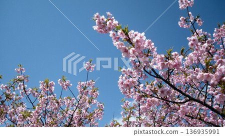Sakura that shines in the blue sky 136935991