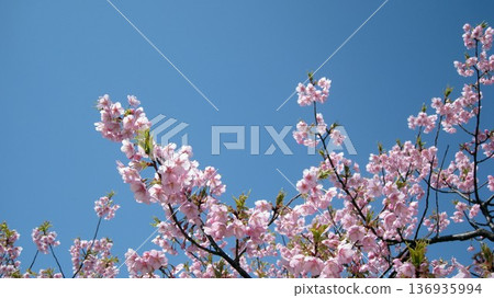 Sakura that shines in the blue sky Sakura that shines in the blue sky 136935994