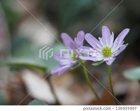 Pretty snow race 136935997