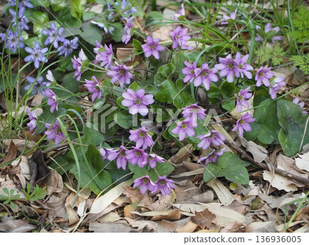Purple snowdrops: a flower that heralds the arrival of spring 136936005