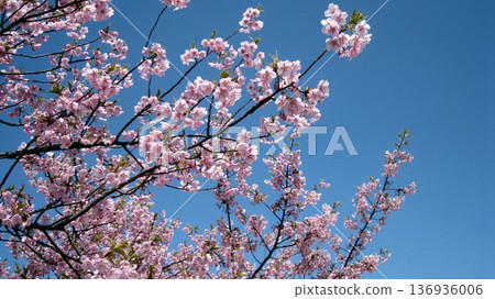 Sakura that shines in the blue sky Sakura that shines in the blue sky 136936006