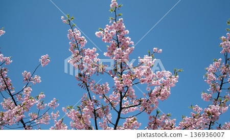 Sakura that shines in the blue sky 136936007