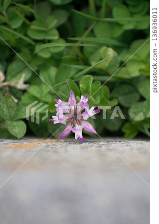 Rengeso flowers blooming along the wall Rengeso flowers blooming along the wall 136936011
