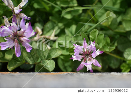 Rengeso flowers blooming along the wall Rengeso flowers blooming along the wall 136936012