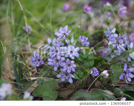 紫色的雪花蓮：預示著春天來臨的花朵 136936037