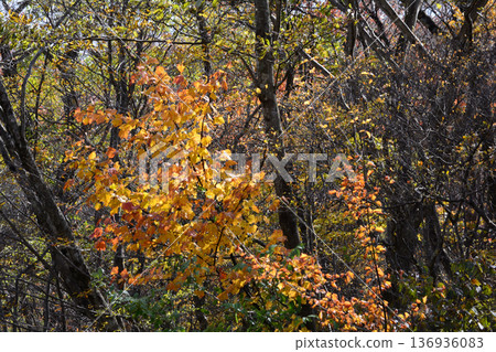 那須平成森林 2025-11-2 #76 136936083